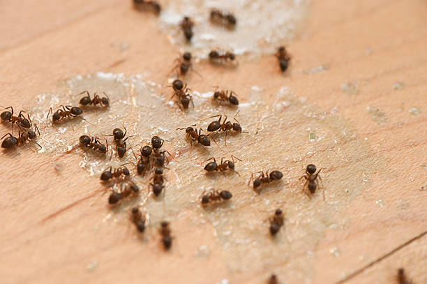 Best Residential Pest Control  in Southgate, MI